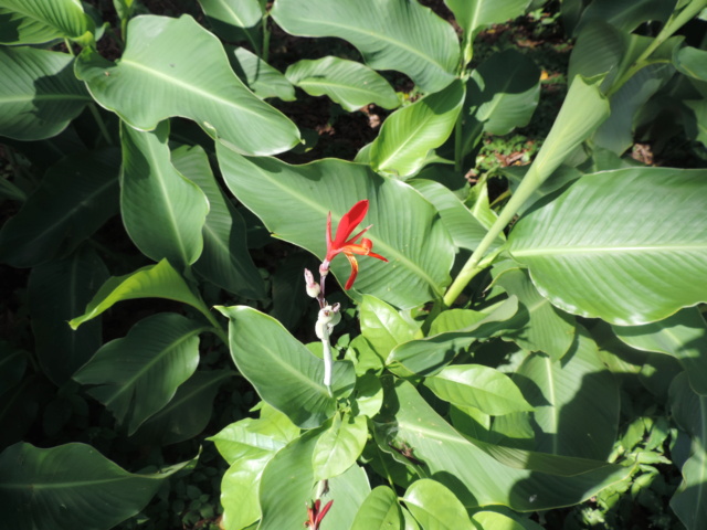 La Guyane en 2018 - Page 8 Dscn9955