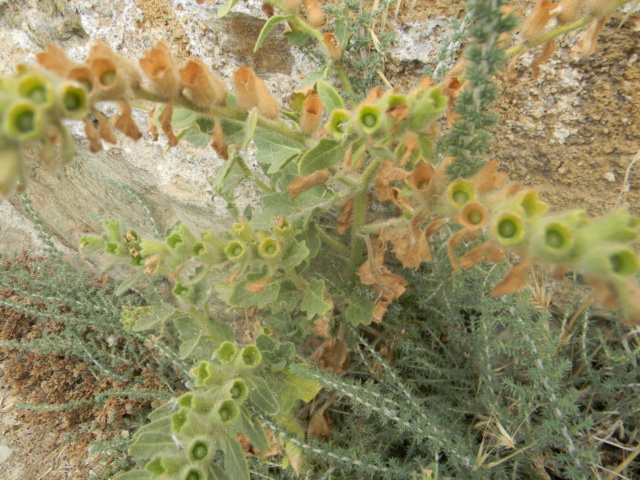 Plantes méditerrannéennes à identifier ou confirmer  Ile_de13