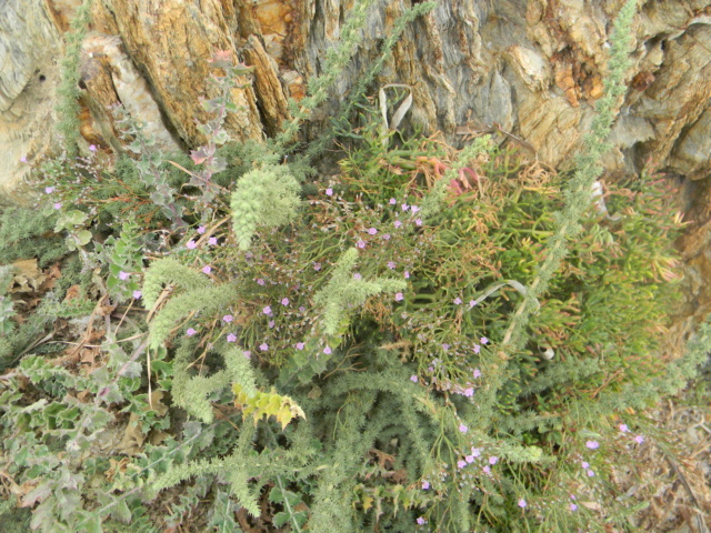 Plantes méditerrannéennes à identifier ou confirmer  Ile_de17