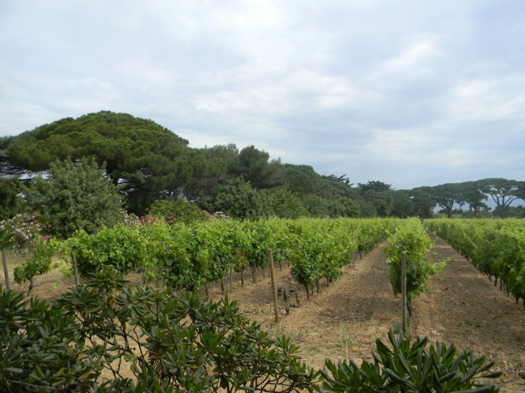 Porquerolles côté verdure  Ile_de54