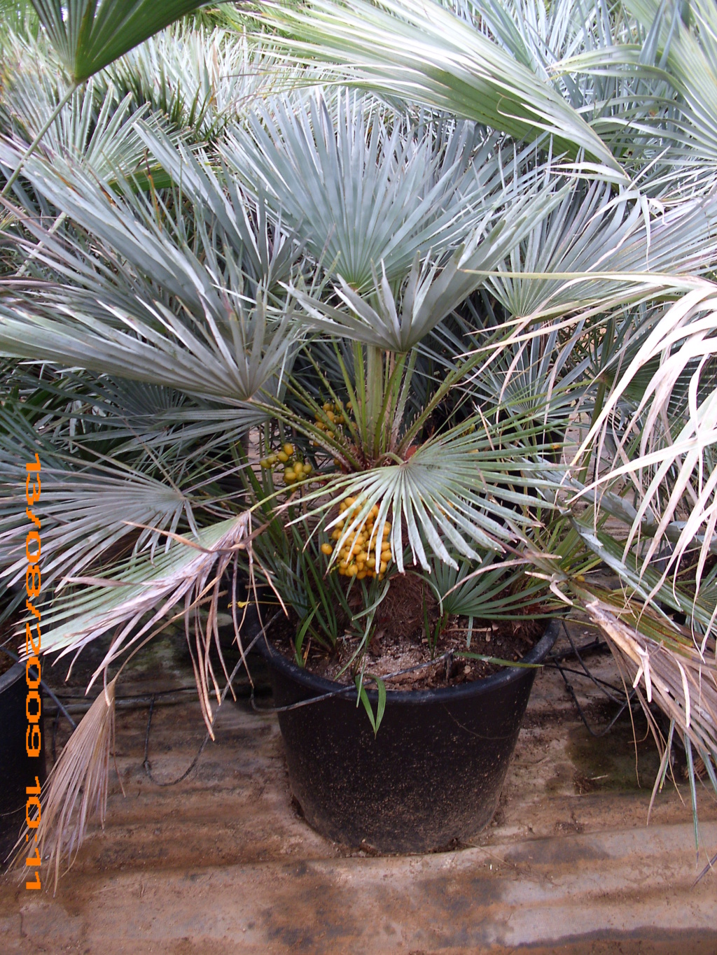 Chamaerops humilis - Page 4 Jarden19