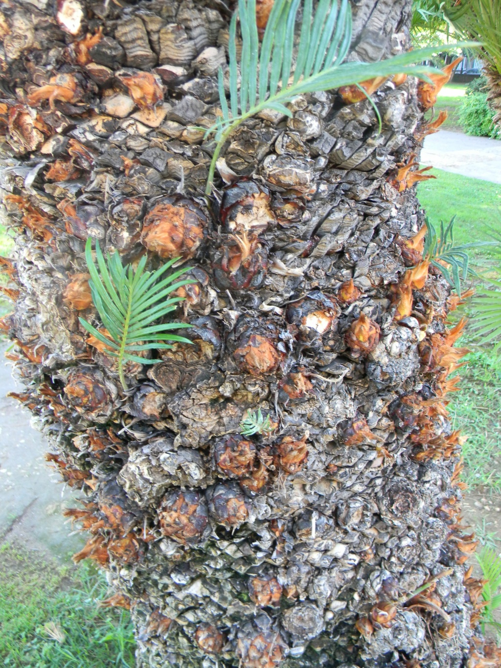 Phoenix roebelenii - palmier nain Jardin14
