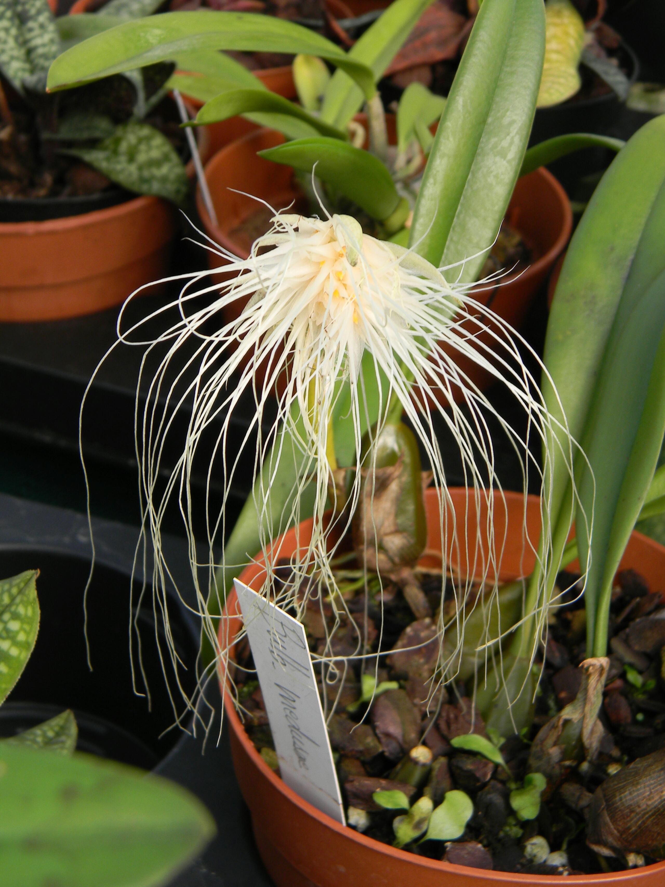 Bulbophyllum - le genre Jardin15