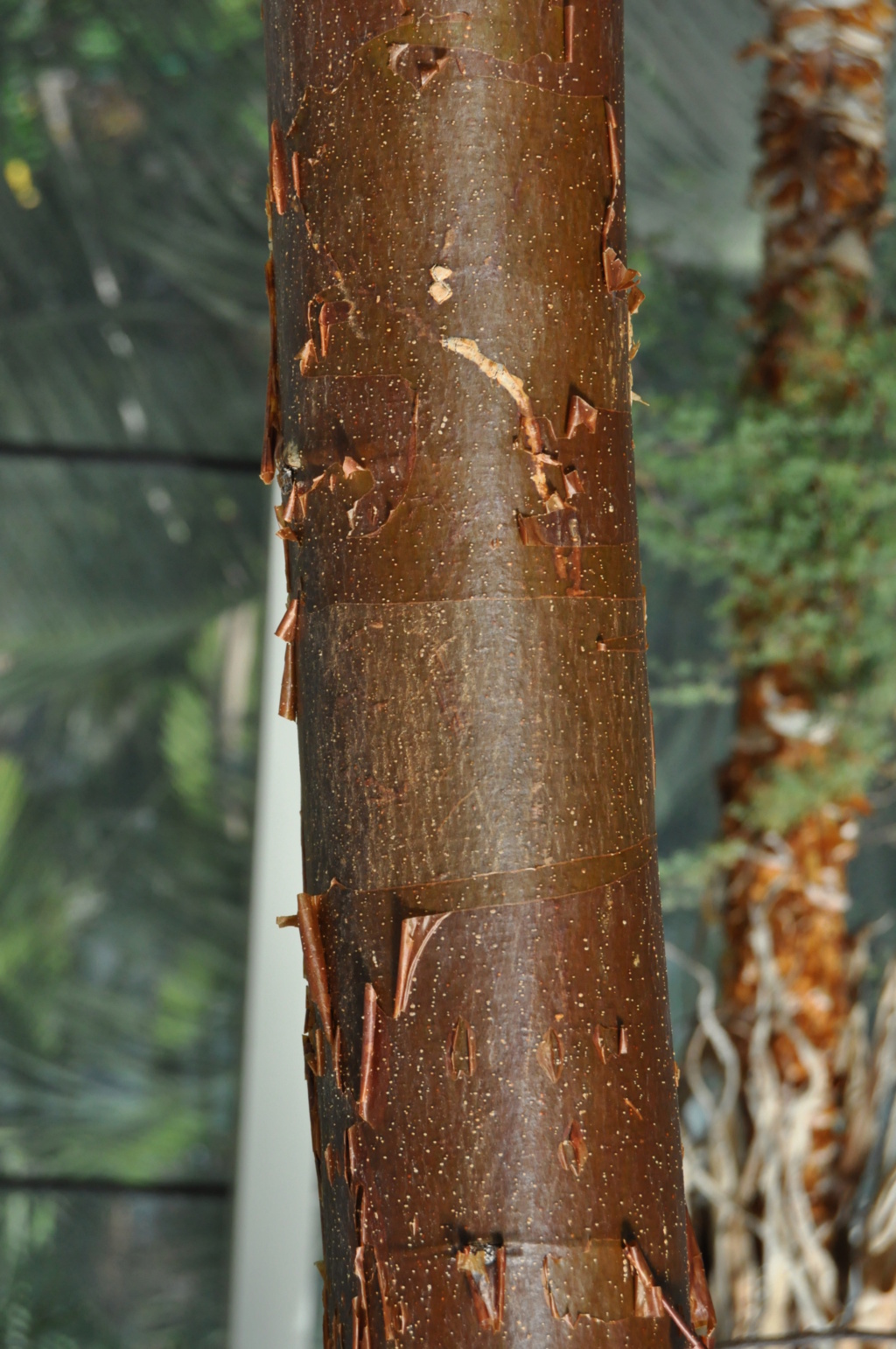 Petite devinette d'un arbre (peut être difficile) en serre  Jardin19