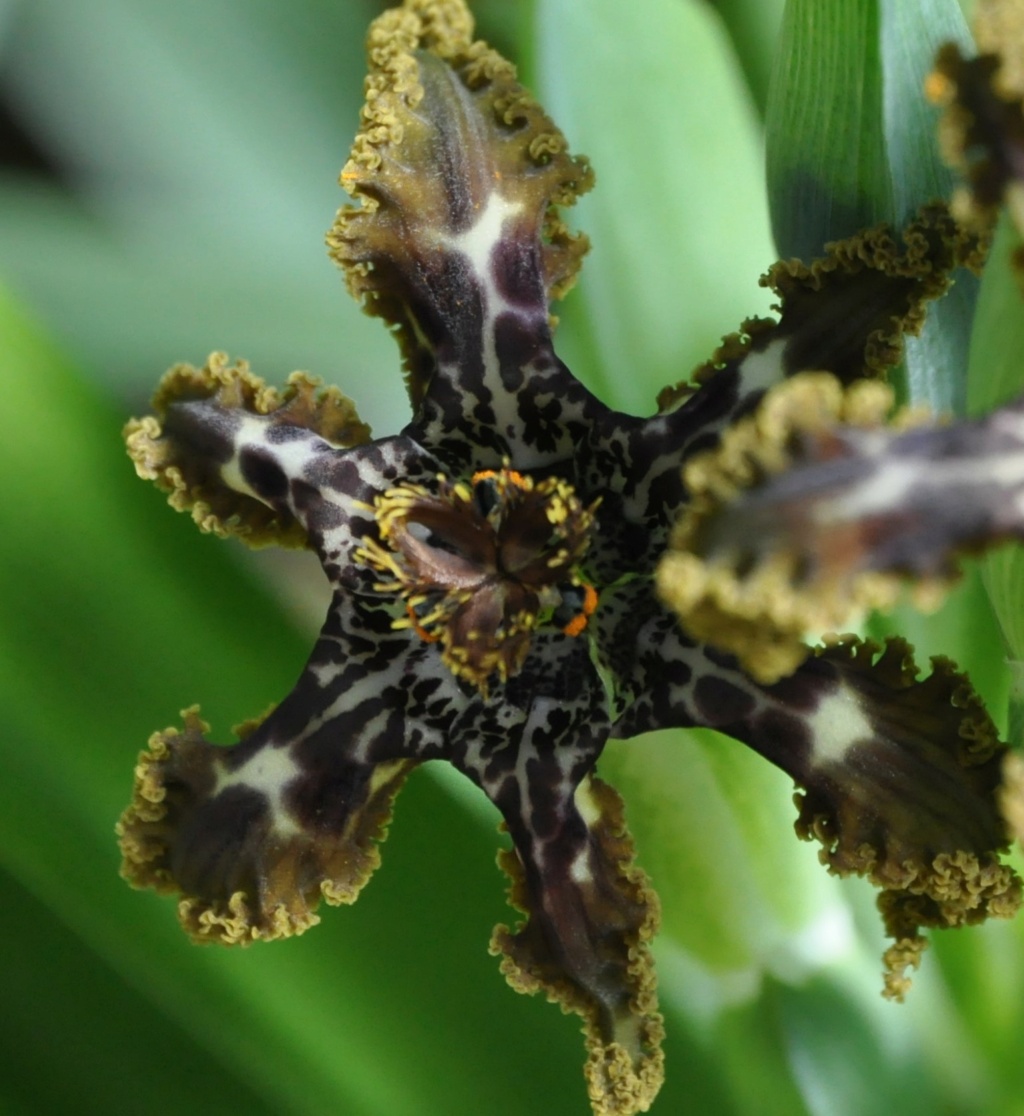 Ferraria crispa  Jardin24