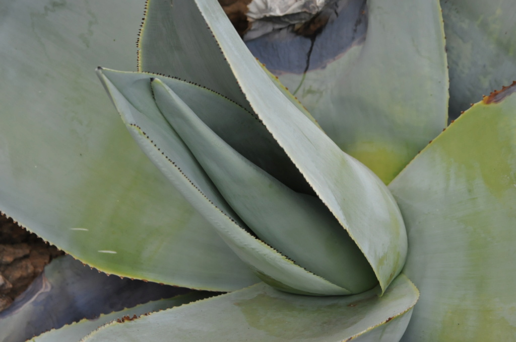 Agave guiengola Jardin26