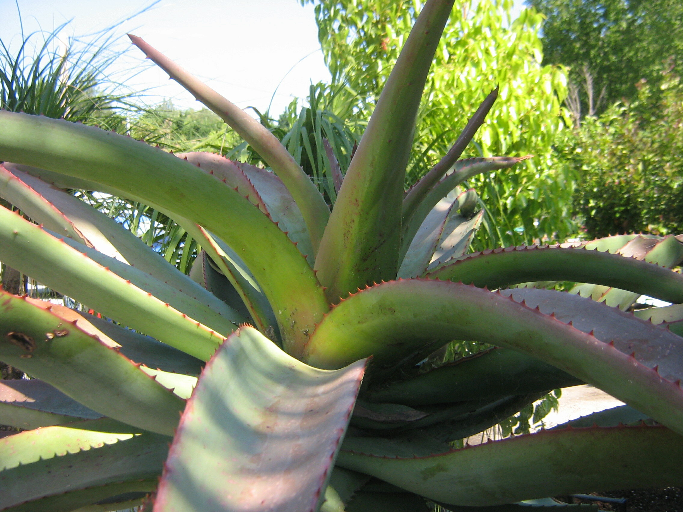 Aloe à identifier  Mai_2012