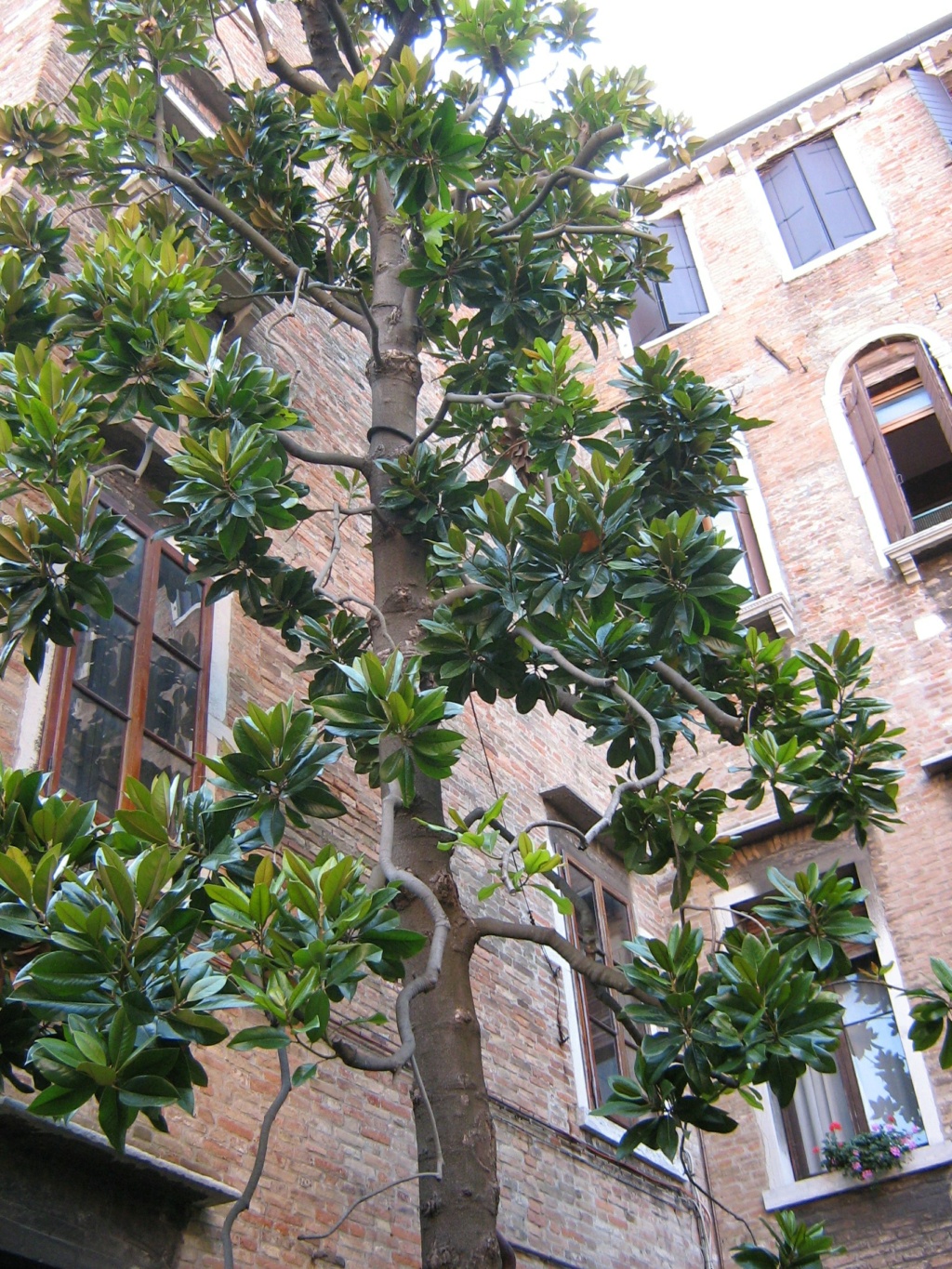 Venise paysages et jardins Morgan27