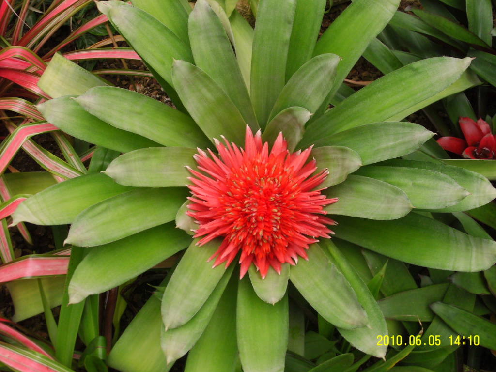 Bromeliaceae - famille - collections  - Page 5 Nice_p11