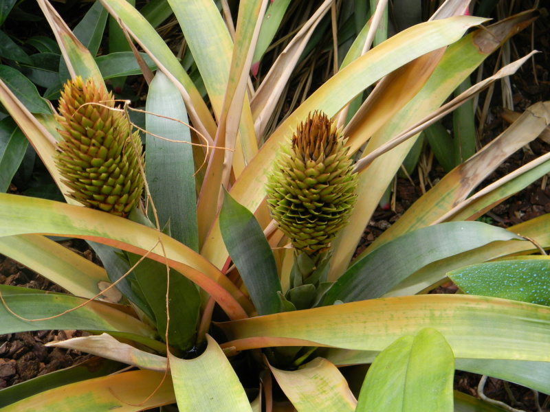 Bromeliaceae - famille - collections  - Page 6 Nice_p47