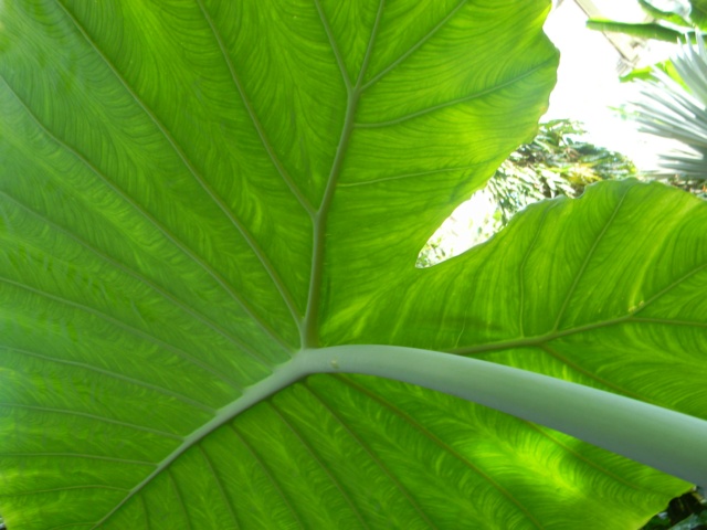 Colocasia gigantea Nice_p63