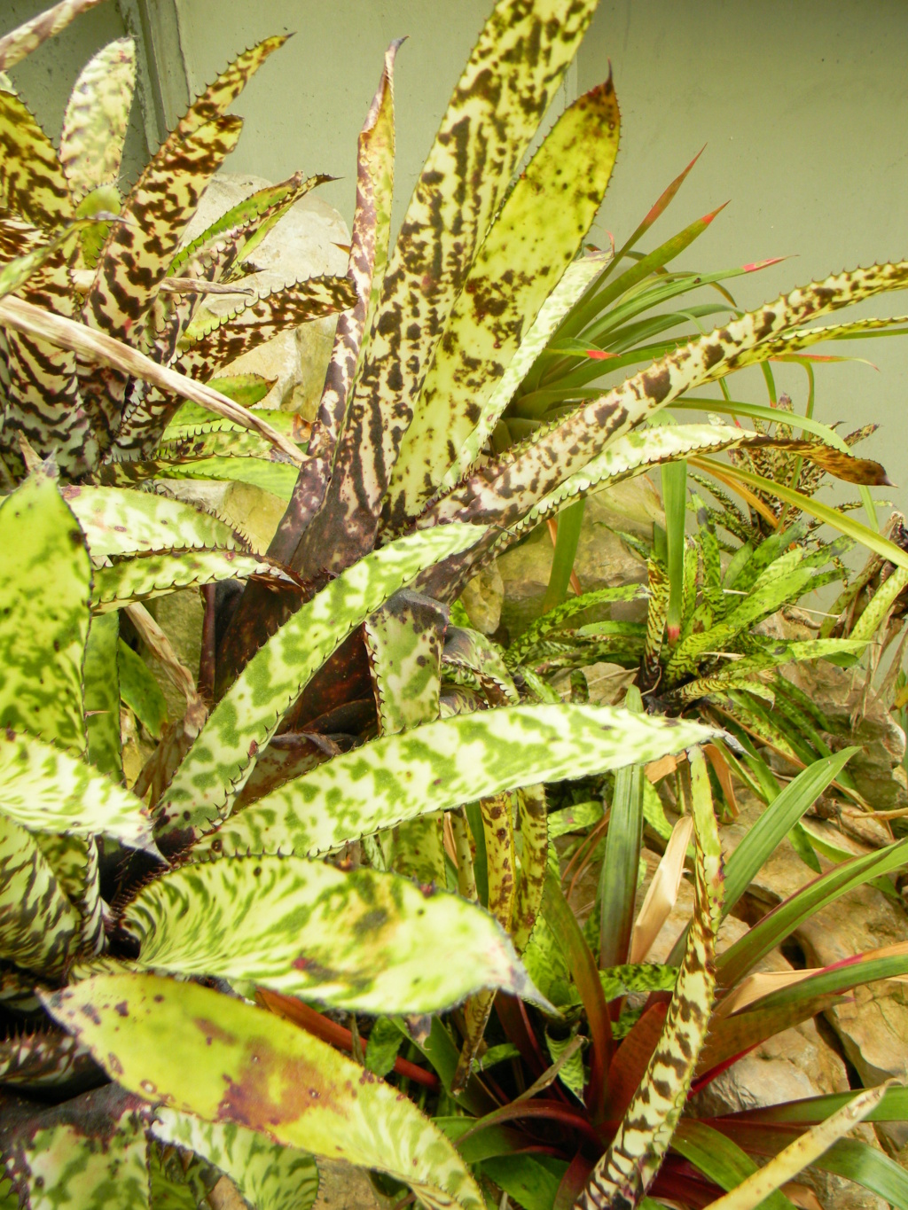 Bromeliaceae - famille - collections - Page 6 Nice_p73