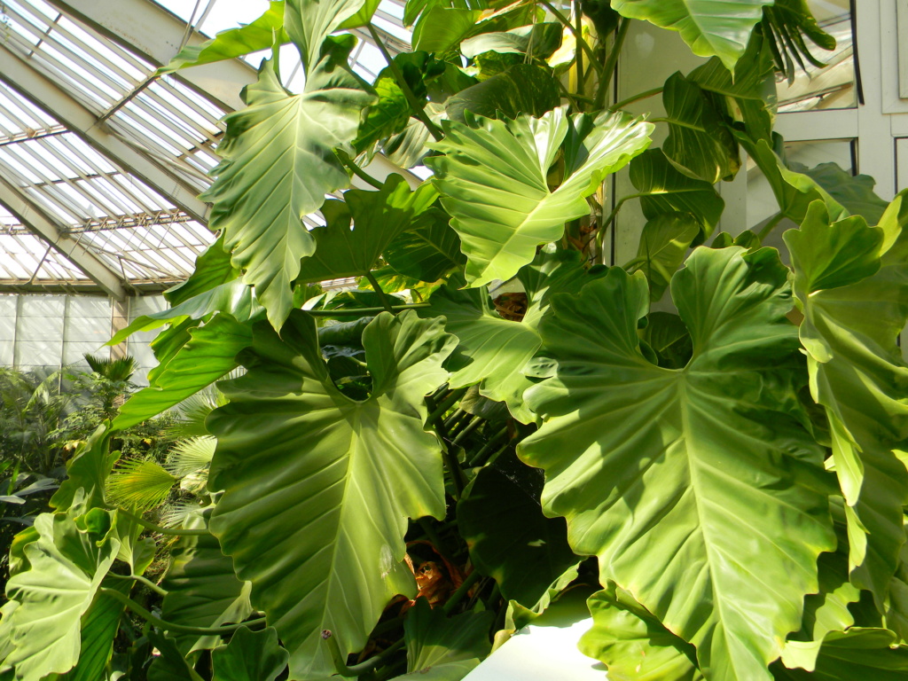 Philodendron giganteum Nice_p84