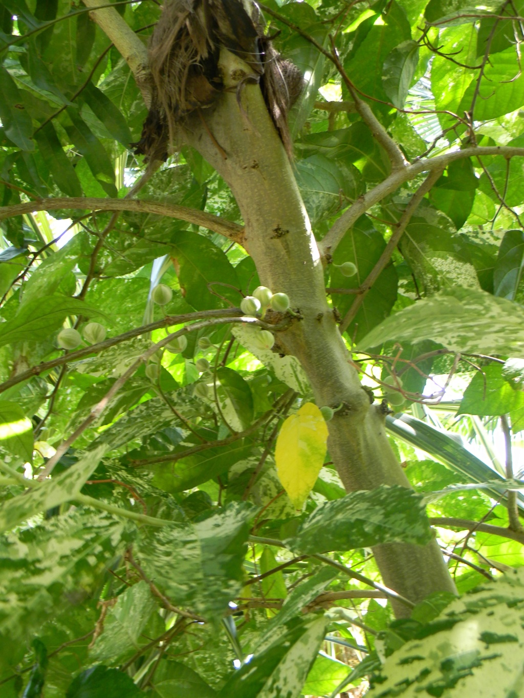 Ficus aspera 'Parcelli' Nice_p97