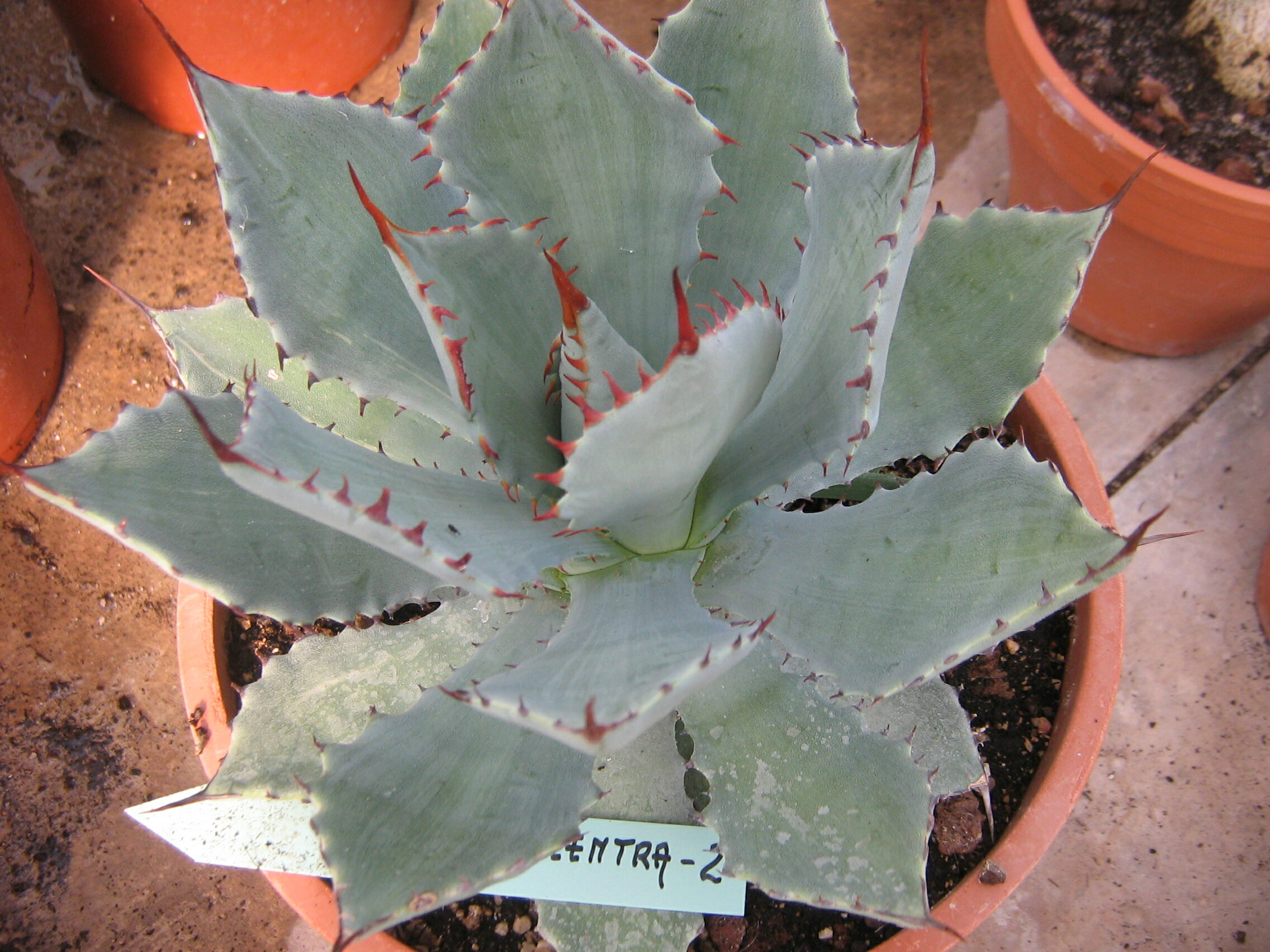 Agave pachycentra Noel_212