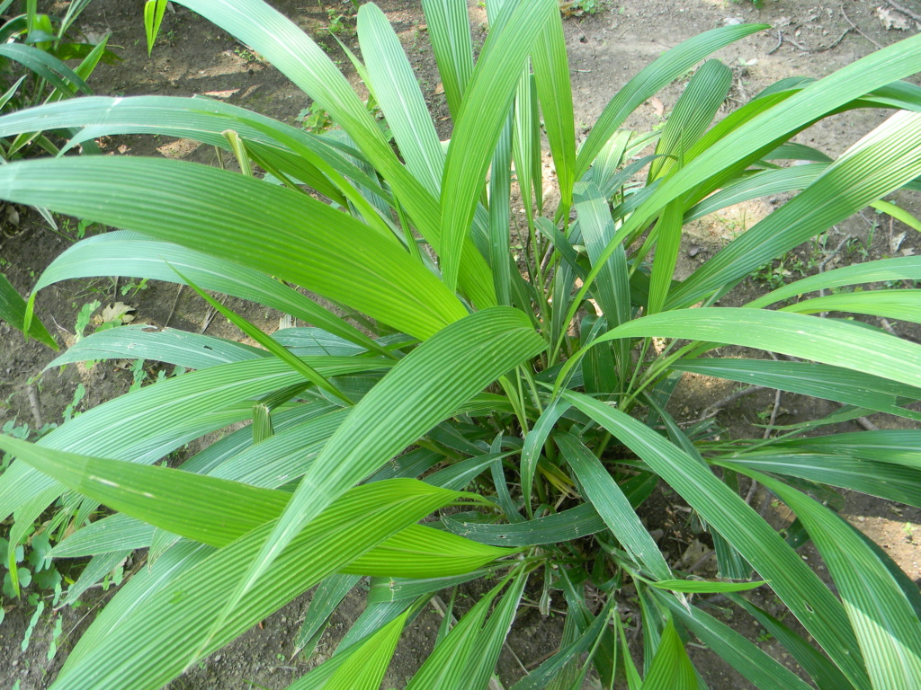 Setaria palmifolia - sétaire à feuilles de palmier - Page 4 Olbius11