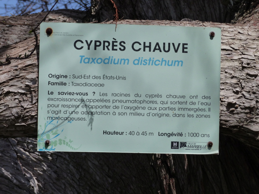 Taxodium distichum - cyprès chauve, cyprès de Louisiane  - Page 3 P1110322