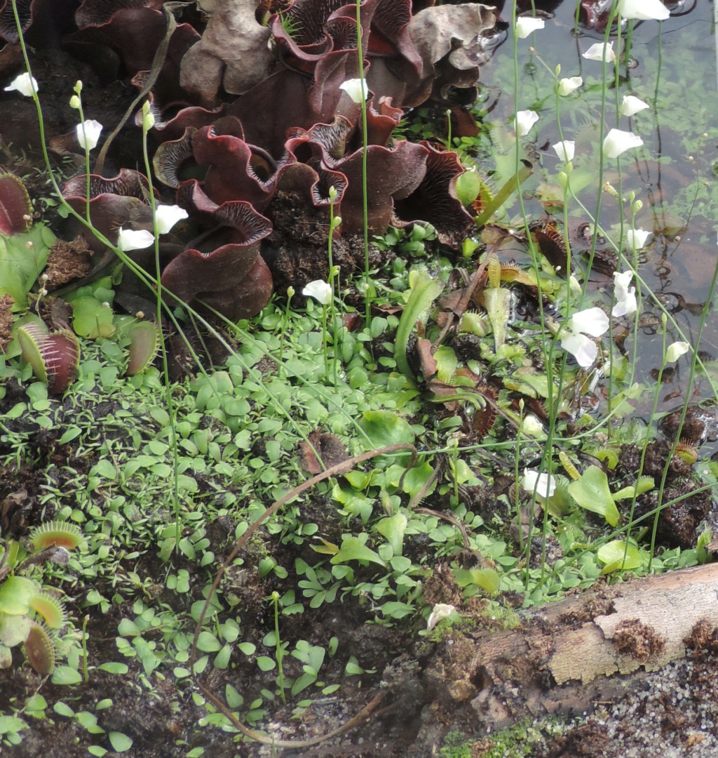 Utricularia sp. identification à préciser Parc_d31