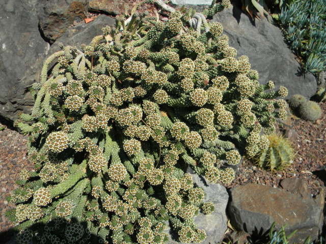 Euphorbia caput-medusae  Parc_p12