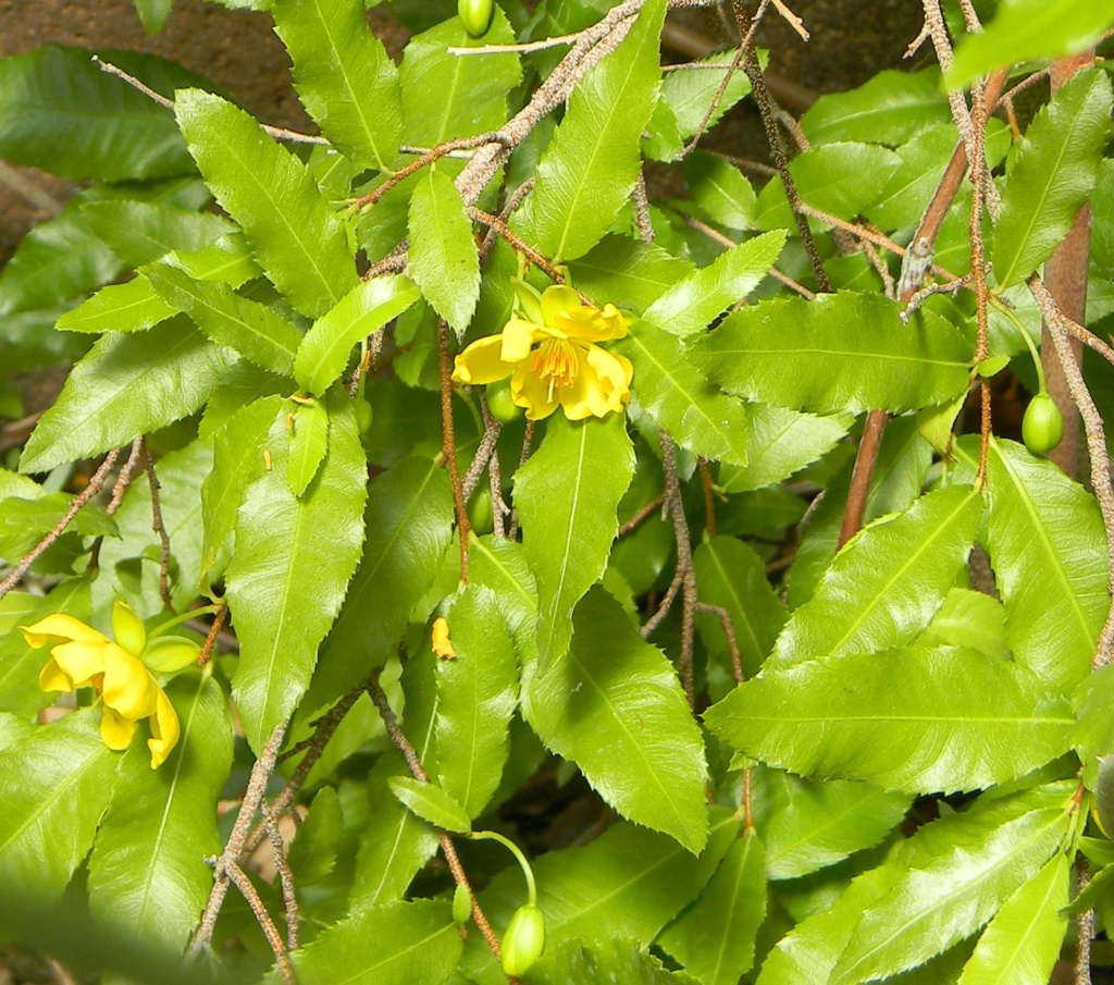 Ochna serrulata - plante à Mickey Parc_p16