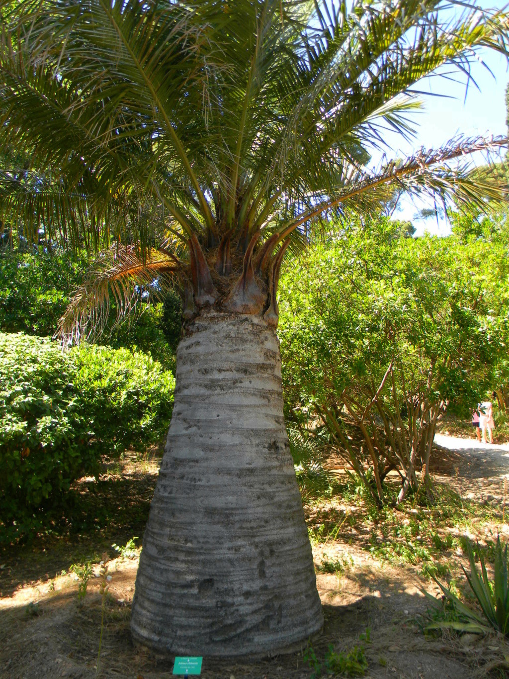 Vieilles propriétés et vieux jardins méditerranéns Planti27