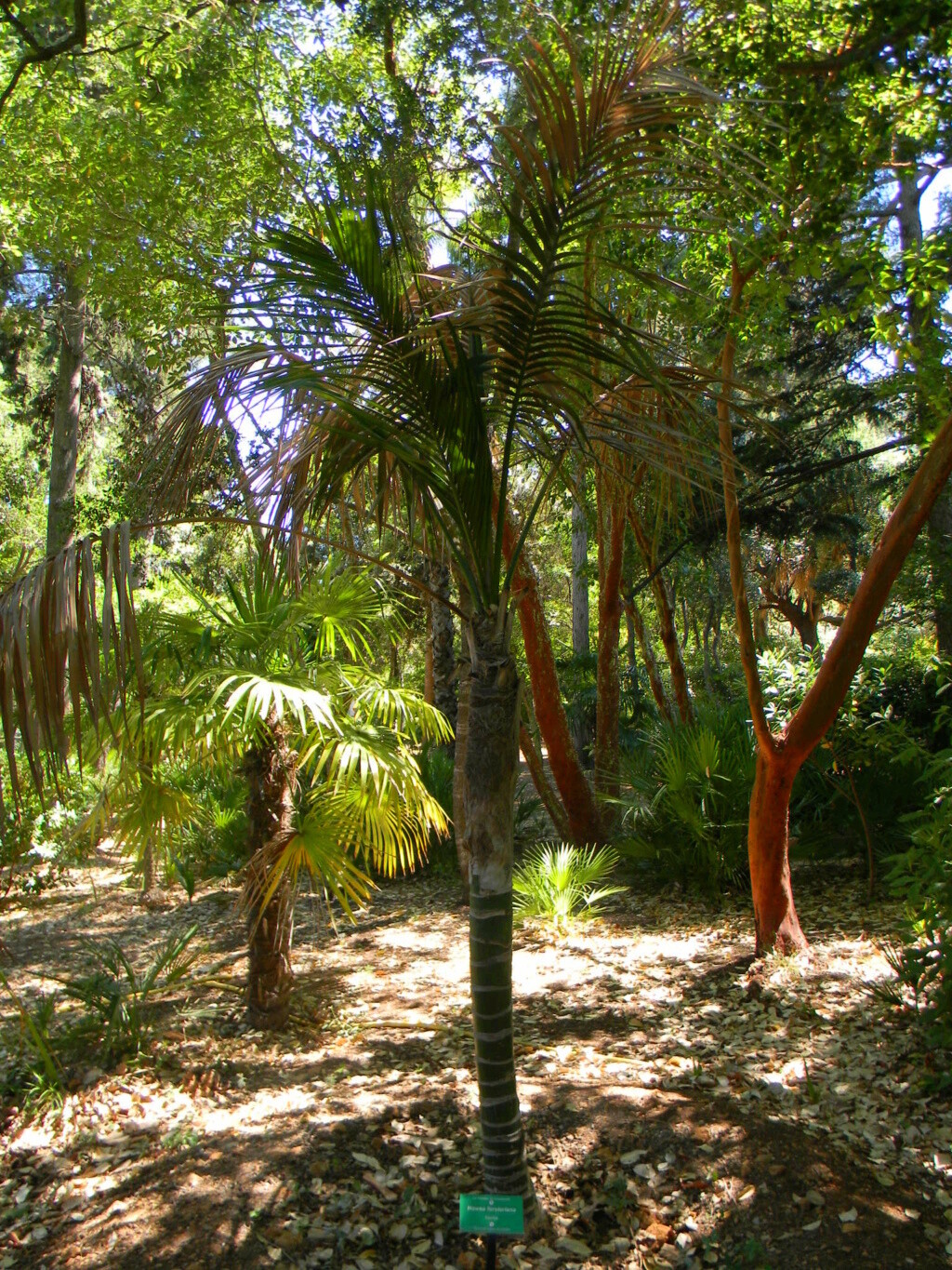 Vieilles propriétés et vieux jardins méditerranéns Planti30