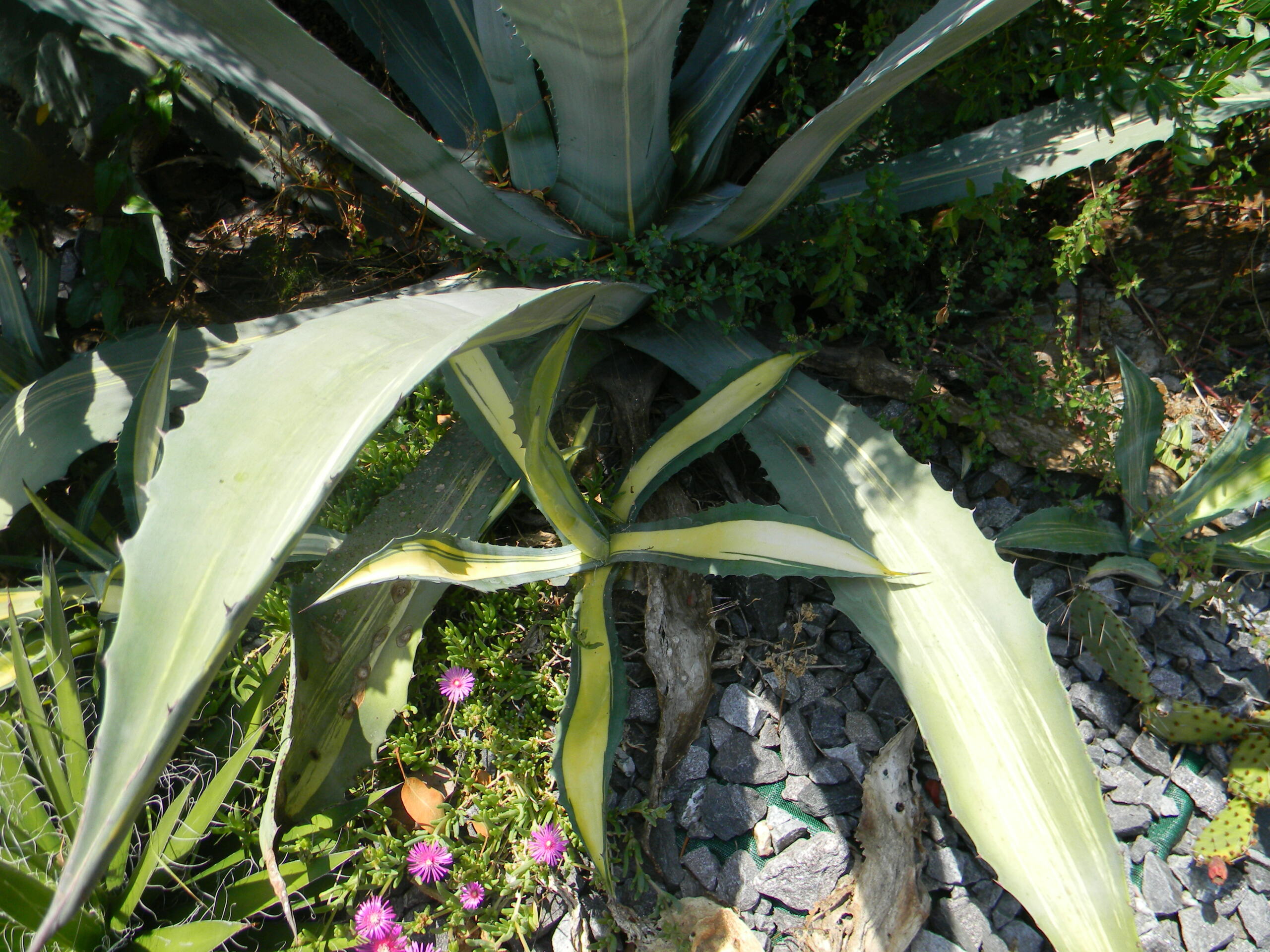 Agave americana  'Striata' Saint_15