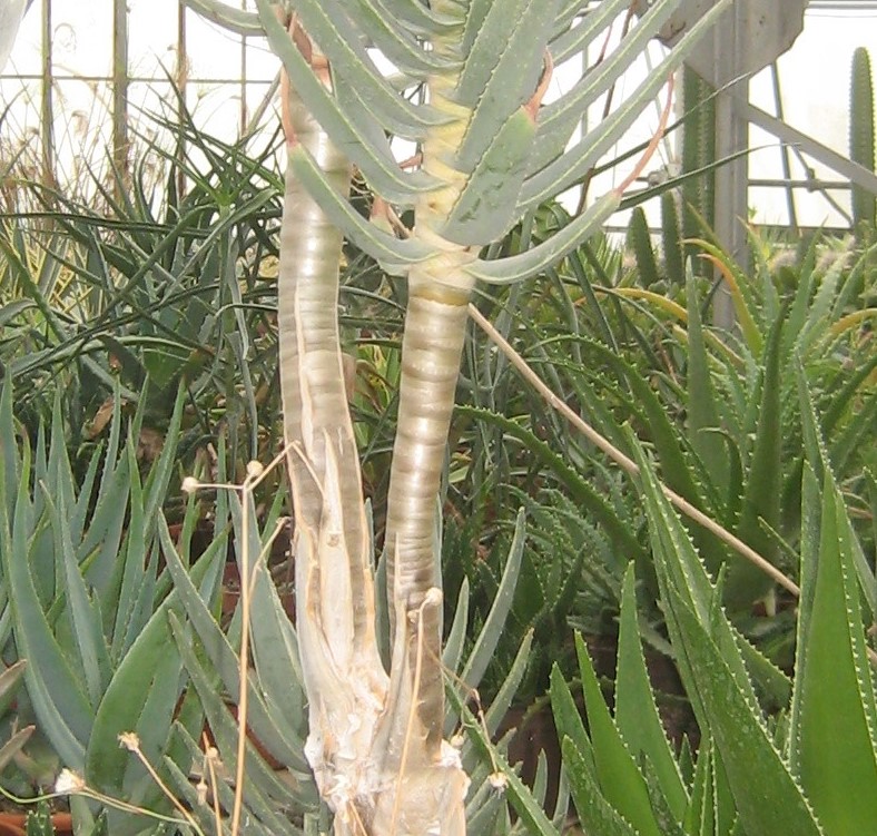 Aloidendron dichotomum (= Aloe dichotoma) - Page 2 Scanne12