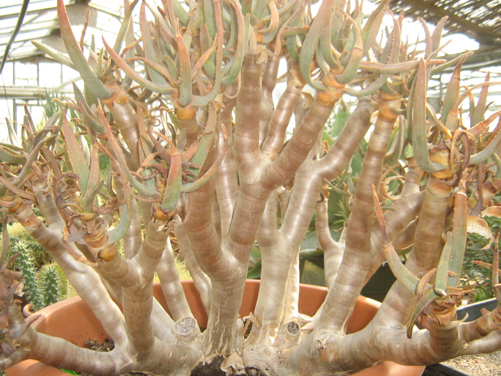 Aloidendron ramosissimum Scanne15