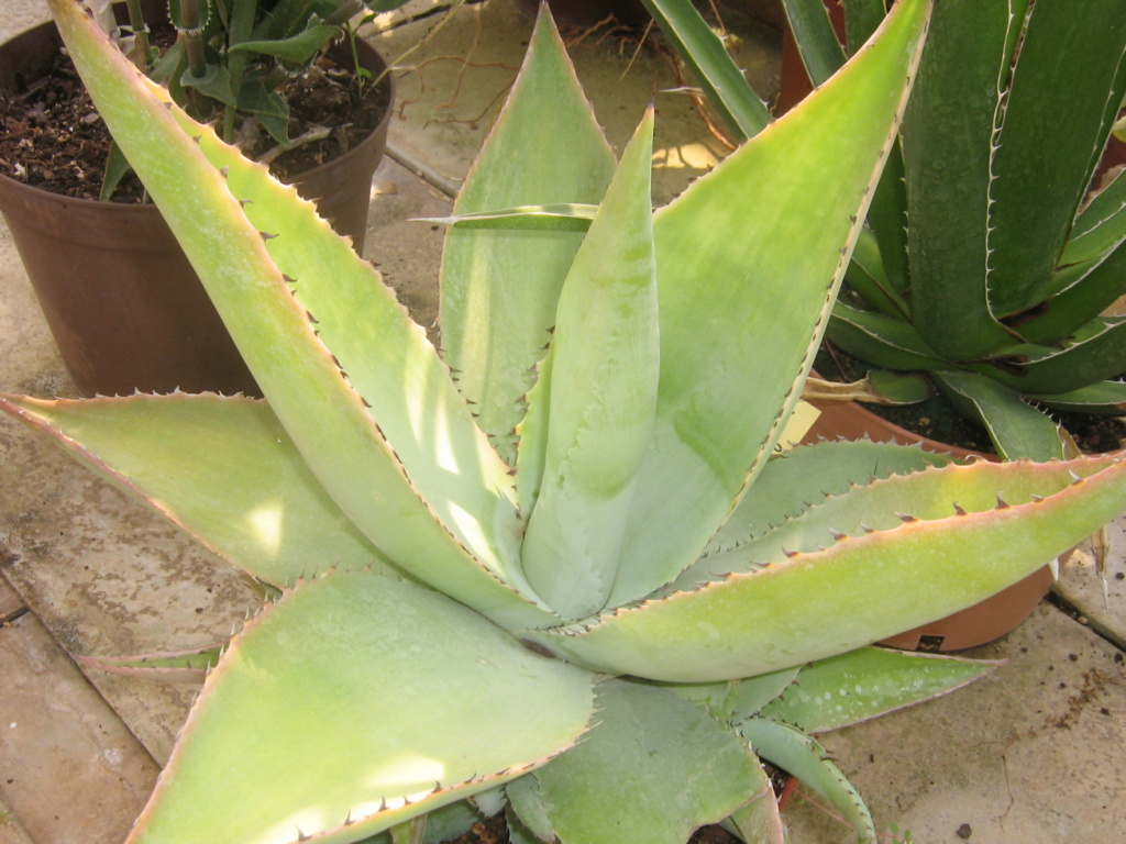 Agave guiengola Scanne17