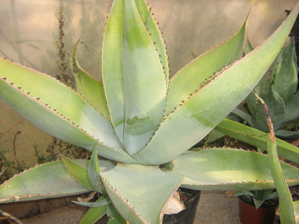 Agave guiengola Scanne18