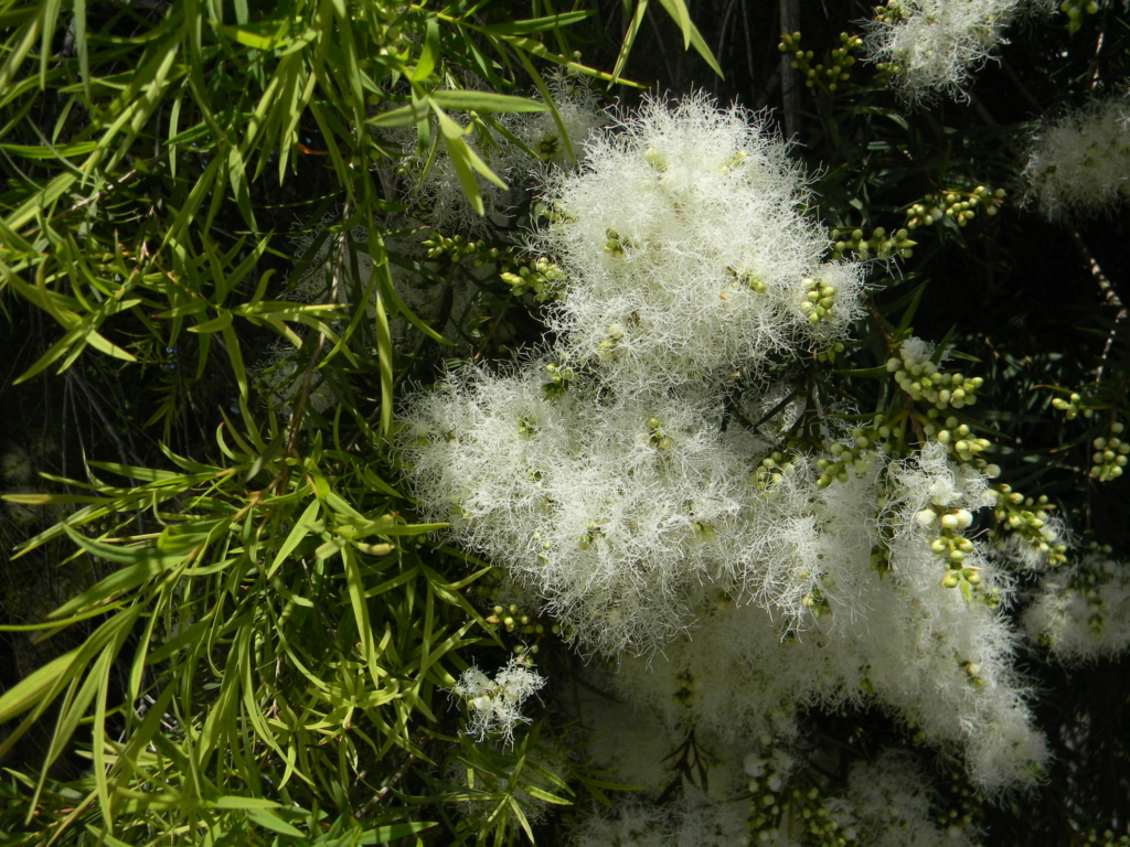 Melaleuca linariifolia Voie_o30