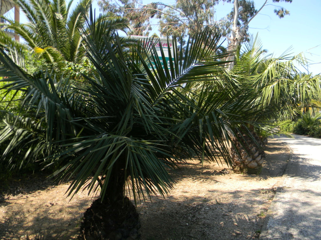 Sur la voie Olbia à Hyères les palmiers - Page 2 Voie_o56