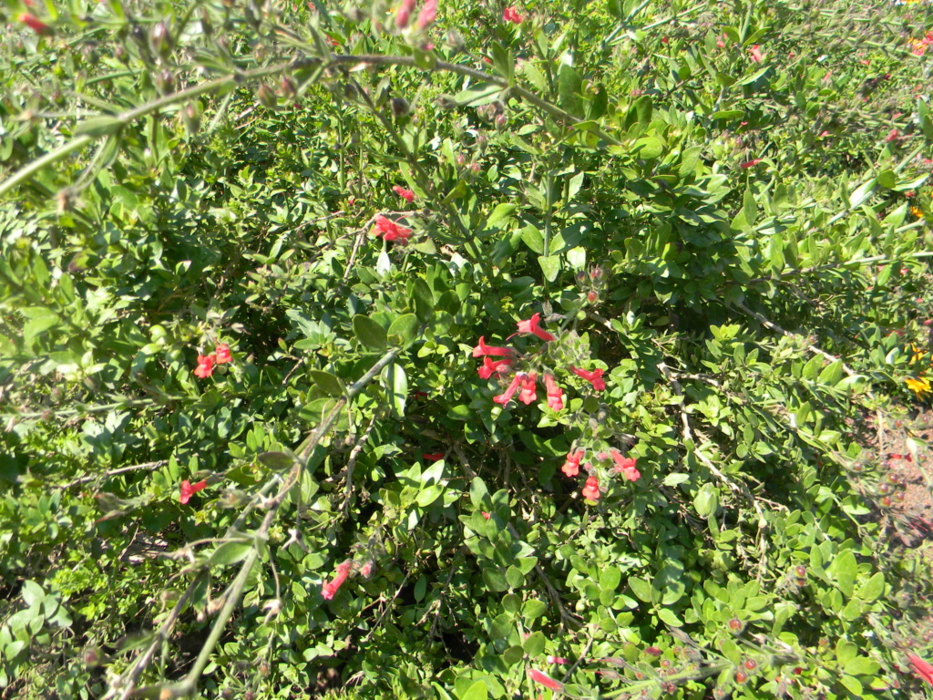 Sur la voie Olbia à Hyères les palmiers - Page 3 Voie_o72