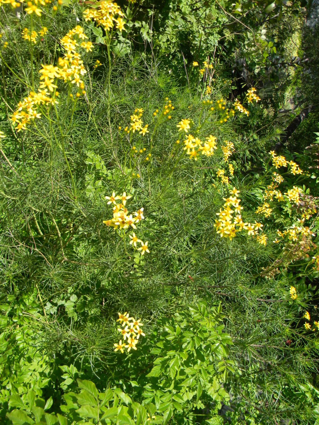 Euryops virgineus - [identification] Voie_o79