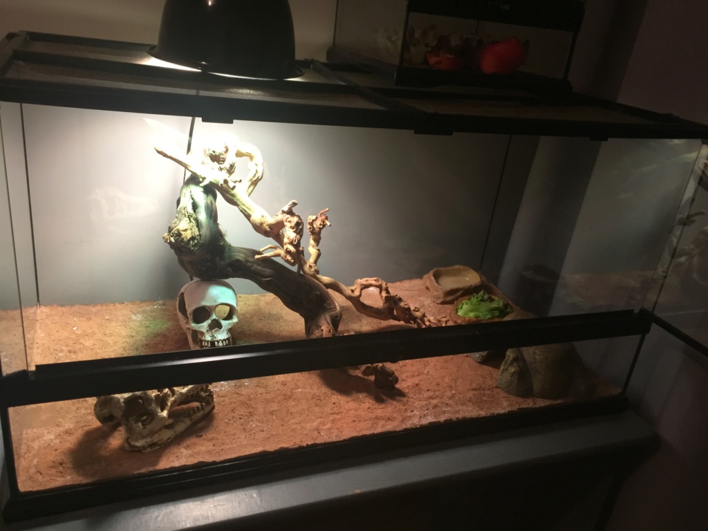 Pogona refuse de s'alimenter 02fabf10