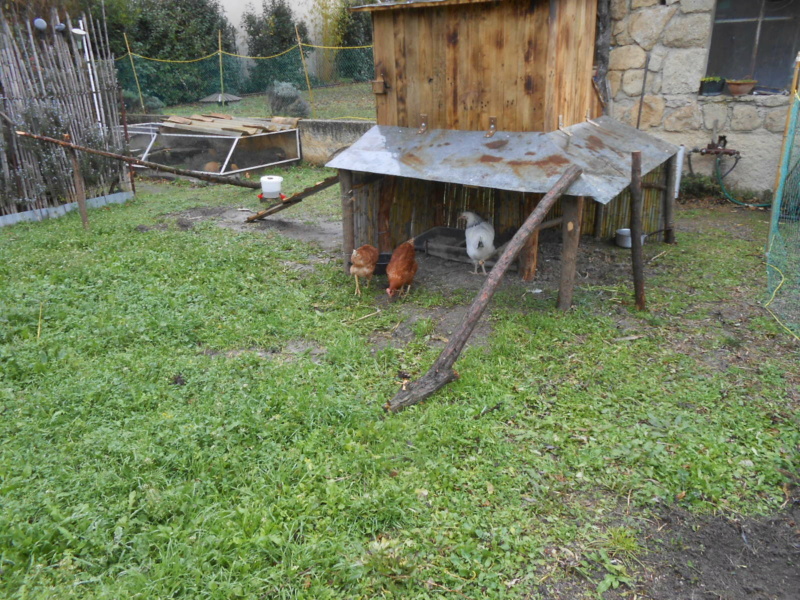 construction de ma cabane a poules - Page 2 Dscn1317