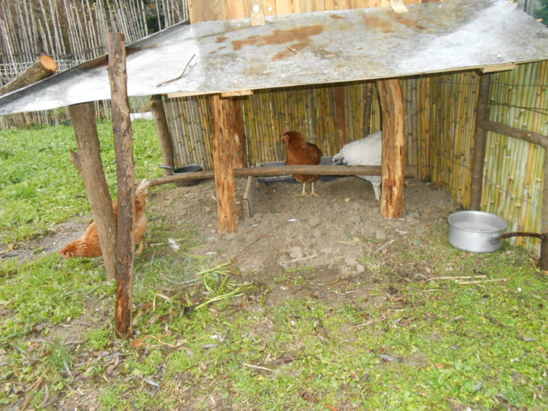 construction de ma cabane a poules - Page 2 Dscn1318