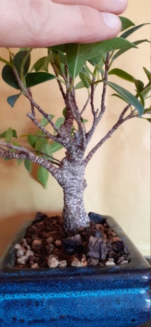 Ficus tiger Bark (mi primer árbolito) 20201214