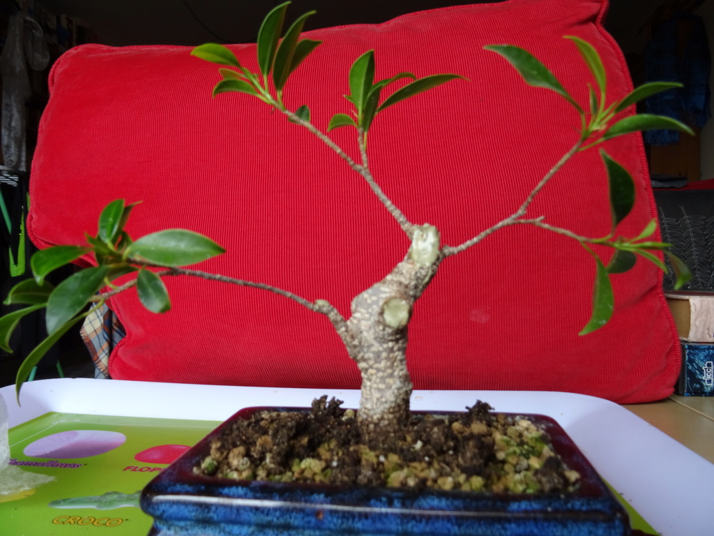 Ficus tiger Bark (mi primer árbolito) Dsc01920