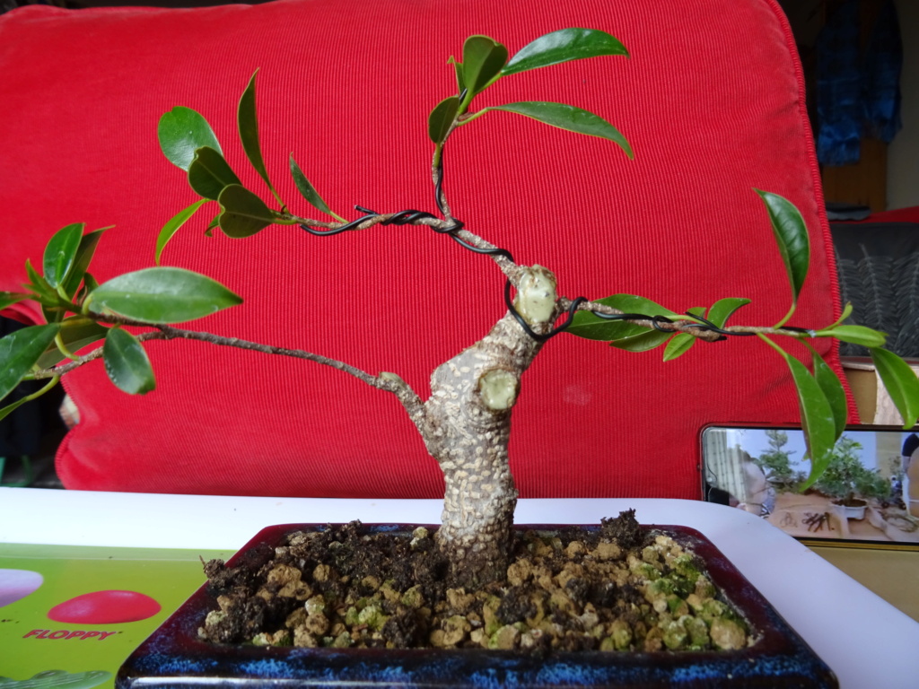 Ficus tiger Bark (mi primer árbolito) Dsc01923