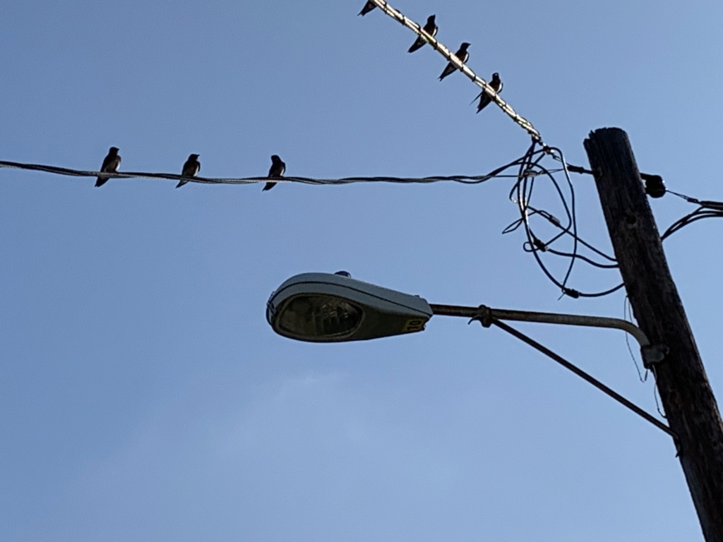 Purple Martins 1f75d910