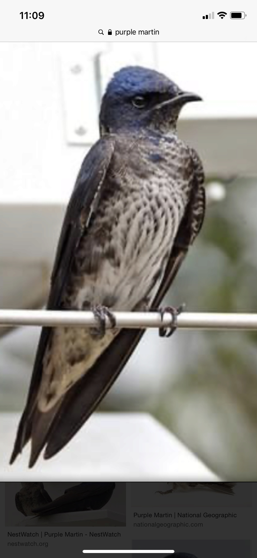 Purple Martins 84474810
