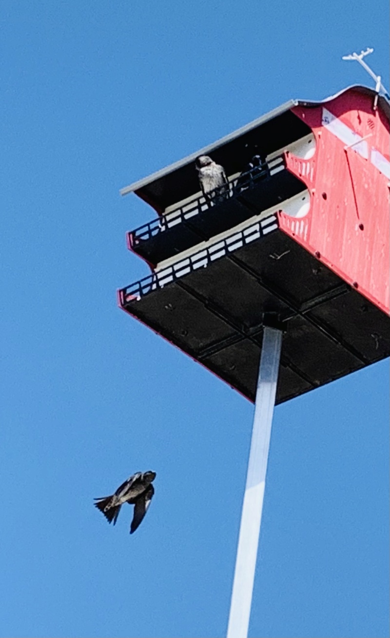 Purple Martins are Back Bd8f5310