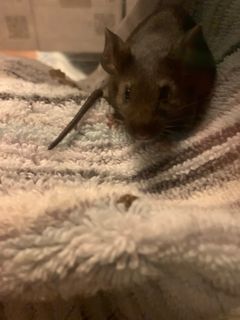 Teen mouse dad :) Karma_11