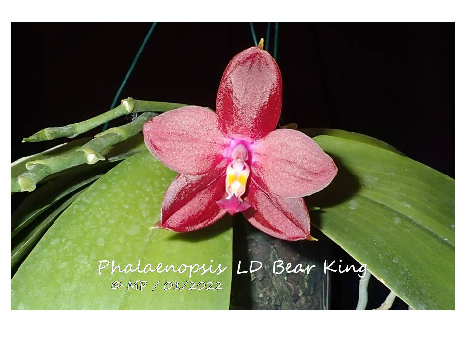 Phalaenopsis LD's bear King Bearki10