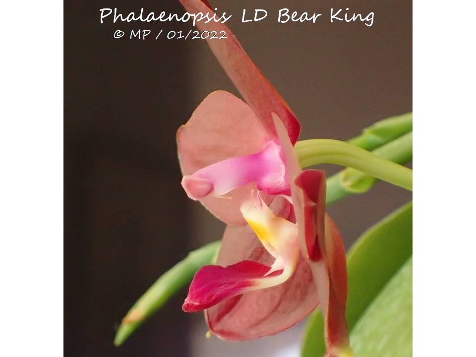 Phalaenopsis LD's bear King Bearki12