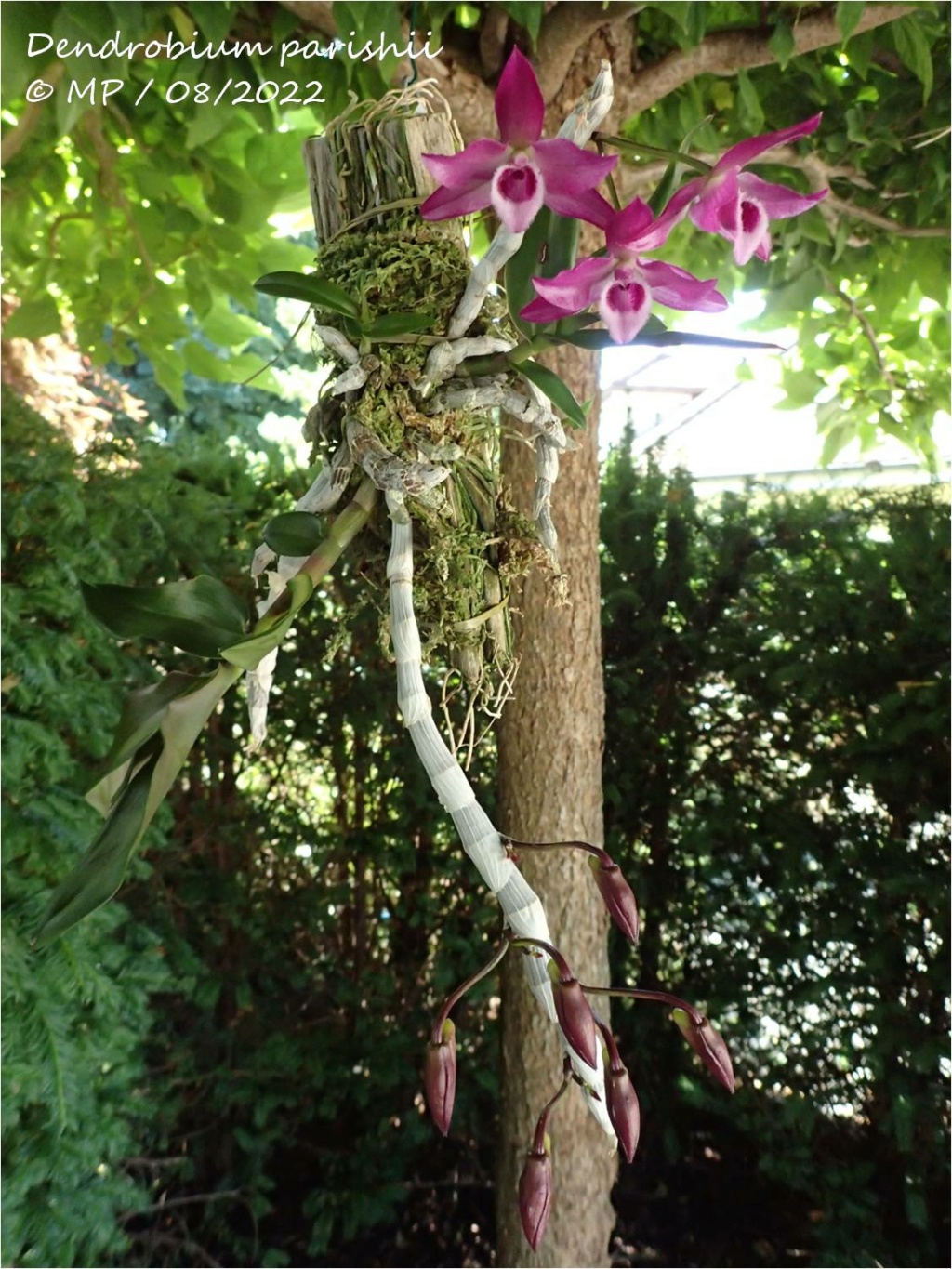 Dendrobium Nestor (parishii x anosmum) D_pari10