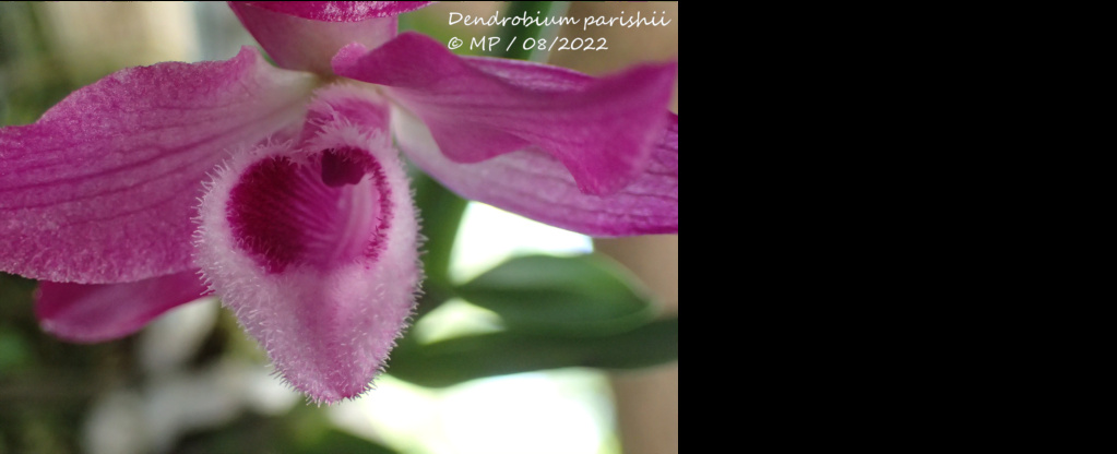 Dendrobium Nestor (parishii x anosmum) D_pari11
