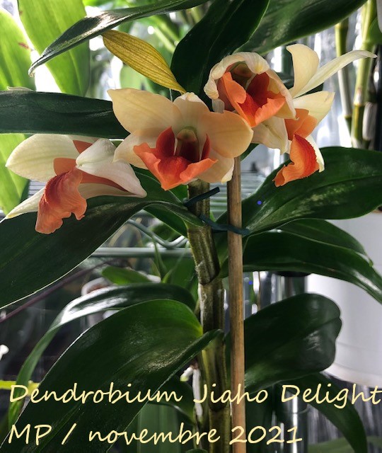 Dendrobium Jiaho Delight Den_ji11